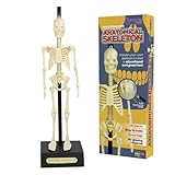 Funtime Gifts HUMAN SKELETON MODEL 30cm High – Mini Anatomical Skeleton for Learning & Display – Perfect for Kids & Adults – Educational Small Skeleton Figure with Base