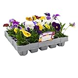 20 Pack Pansies | 20 Plants | Mixed Colours - Yorkshire Grown