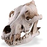susiodeu Resin Skull Decor Realistic Skeleton Head Coyote Wolf Taxidermy Model Animal Craft Figurines Funny Gift