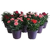 Dianthus 'Oscar' - 3 Pack of Mixed Coloured Plants in 10cm Pots - Stunning Semi Evergreen Carnation Plants for The Garden
