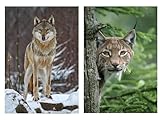 Edition Colibri Wolf & Luchs Postcards, Animal Postcards, Postcards, Animals from Germany (10638)