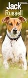 Jack Russell Slim 2026 Calendar | Slimline Wall Calendar | Dog Breed Gift | Plastic Free Packaging | by Avonside Publishing