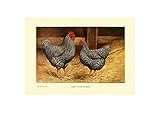 Barred Plymouth Rock Retro Metal Tin Signs Christmas Props Decor 8x12 inch
