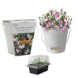 Pronto Seeds Sweet Pea Little Sweetheart Mixed Flower Seeds Growing Kit with Cream Bucket Planter - Gardening Set, Compact White-Pink Blooms for Windows & Gardens (Sweet Pea - Cream Bucket Planter)
