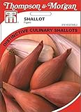 Thompson & Morgan - Vegetables - Shallot Figaro - 150 Seed