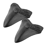 BOWTONG Megalodon Giant Shark Tooth, Megalodon Shark Tooth Fossil Replica Black Resin Tooth Megalodon For Learning Decoration Gifts
