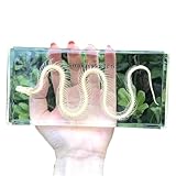 Real Snake Frog Fish Birds Bone Paperweights Specimen Animal Taxidermy Science Classroom Specimens Ornament Gift (Snake)
