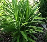 50pcs of Pandan Plant Seeds