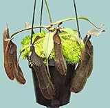 100pcs Green Nepenthes Plant Seeds
