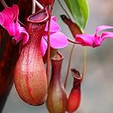 50Pcs/Bag Nepenthes Seeds Decorative Tropical with Pouch Carnivorous Plants Seeds for Home - Red Nepenthes Seeds - Plant Seeds Flower Seeds Fruit Seeds Vegetable Seeds for Planting