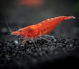 CU AQUATICS Fire Red Live Shrimp Algae Eater Tropical Fresh Water Live Cherry Shrimps Fish