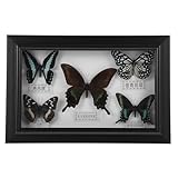 Framed Butterfly Shadow Box Butterfly Specimen Unique Collectible Entomology Lover for Home Studio Wall Butterfly Decoration