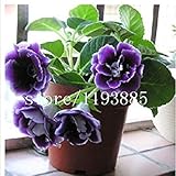 150 PZ semi di Gloxinia colouful Semi Sinningia Semi di Fiori Sementi Fioriere per DIY giardino di casa