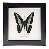 VIE Naturals - Real Taxidermy Butterfly Mounted Under Glass in Handmade Elegant Black Wooden Frame (12.5X12.5CM)- Assorted - Single Butterfly