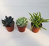 Carbeth Plants 3 Mixed Succulent Plants in 5.5cm Pots - Easy Care Mini Indoor Plants for Home or Office - Drought Tolerant & Decorative Houseplants