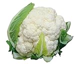 Winter Vegetable Plants, Mixed Multi-Pack Bundle, Cabbages, Cauliflowers, Broccoli, Brussels, 24 x Plug Plant Pack, Grow Your Own, Garden Ready and Ready to Plant, Premium Quality Vegetables