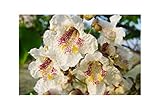 Summer Flowering, Hardy Tree, Indian Bean Tree, Catalpa BIGNONIOIDES, Large Flowers and Leaves, Architectural Plant, 20-25cm Tall, can be Planted Out from September