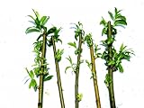 Golden Weeping Willow Rooted Cuttings (Pack of 5), Salix VAR Chrysocoma | Hardy UK Tree | Suitable for Bonsai