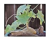 Pcs - 2X Gerrardanthus Macrorhizus Caudex Room Plants - Seeds B1524 & Plants Shop by Ipsa