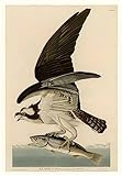 John James Audubon photo A4 plate 81 fish hawk or osprey