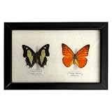 VIE Naturals - Real Taxidermy Butterfly Mounted Under Glass in Handmade Elegant Black Wooden Frame (17.5X14CM) - Assorted - 2 Butterflies