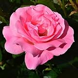 Peter Beales Queen Elizabeth Bush – Silver-Pink Double Blooms, 150cm x 75cm, Floribunda | Classic Royal Rose | Alternative to Catherine’s Rose | Chelsea Flower Show Style