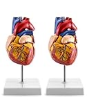 QWORK Human Heart Model, 2 Pack Anatomically Accurate Numbered 2-Part Life Size Heart Medical Model with 34 Anatomical Structures, Held Together with Magnets on Base