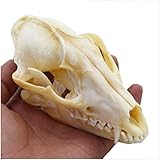 LUCKFY Real Fox Skull Specimen Animal Skeleton Model for Taxidermy Supplies Art Bone Vet Medicine 1:1 Veterinary Teaching Bar Home Decoration Art Collection