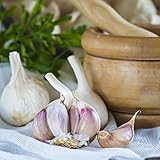 Suttons Garlic Kingsland Wight Garden Vegetable Plant Autumn Planting Bulbs Easy to Grow Your Own 2 Bulbs