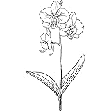 'Orchids' Rubber Stamp - Unmounted Design for Crafting & Scrapbooking, A7 (RS00057093)