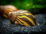 ZEBRA SNAIL 2cm TROPICAL AQUARIUM LIVE FISH ALGAE EATER TANK CLEANER (2 Snails)