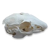 Taxidermy Real Animals Skulls, Real Bones Specimen, Taxidermy Supplies for Science Education,oddities gift (Rabbit Skull)