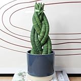 Carbeth Plants - 1 x Sansevieria Twister Snake Plant Real Houseplant in 10.5cm Pot - Live Air Purifying Evergreen African Spear Plant - Eye Catching Easy to Care for - Ideal for Beginners