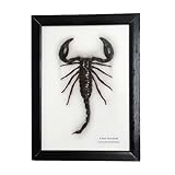 VIE Naturals Taxidermy Framed Scorpion, Large, 15x20cm