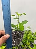 Tulsi Plants, Holy Basil, Krishna tulsi or Rama tulsi plants100% Genuine. Matured Two Plants Grown in UK