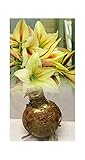 GARTHWAITE NURSERIES® : - UK Stockist : - Amaryllis Magic Green (Hippeastrum) Bulbs Size 36/38, Delicately Coloured Green, Pink Feathered Margins Large Bulb Indoor Plant Perennial.