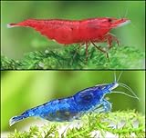 CU AQUATICS Bloody Mary vs Blue Diamond Live Shrimp Combo 50/50 Algae Eater Tropical Fresh Water Live Fish