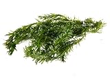 Lincolnshire Pond Plants Ltd - 10 x Oxygenating Weed Live Pond Plant ELODEA DENSA - Also Aquarium Aquatic Plants (Weigthed)