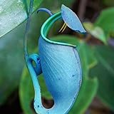 50Pcs Nepenthes Seeds Decorative Tropical with Pouch Carnivorous Plants Seeds for Home - Blue Nepenthes Seeds - Flower Seeds Vegetable Seeds Fruit Seeds Garden Plant Seeds
