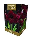 TAYLORS Amaryllis Black Pearl Gift Pack