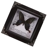TOYANDONA Butterfly Specimen Butterfly Shadow Box Real Framed Butterfly Taxidermys Butterfly Vintage Butterfly Specimen Display with Wooden Frame Wall Decor Black