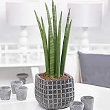 1 x Sansevieria Cyclindrica African Spear or Cylindrical Snake Plant | Evergreen Indoor Plant Gift | (30-40cm Incl. Pot)