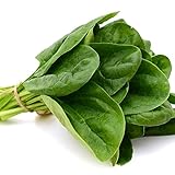 Spinach Plants, Spinach 'Renegade', 6 x Plug Plant Pack, Vegetable Plants, Garden Veg Garden Ready and Ready to Plant, Premium Quality Vegetables