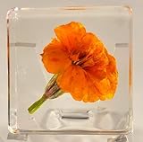 38mm Real French Marigold Flower in Crystal Clear Lucite Resin Specimen Botanist Herb Herbarium Tagetes Patula Collection for Botany Science Education & Desk Ornament Display Small Paperweight