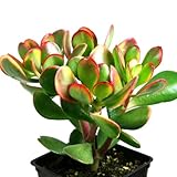 Rare Money Plant Jade Plant Sunset Variety (Crassula ovata 'Sunset') 12cm Pot | Houseplant Succulent Perfect for Home or Office | Drought-Tolerant