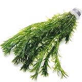 k2aqua 10 ELODEA DENSA Oxygenating Weed Live Pond Plant Water Aquarium Aquatic Plants Egeria