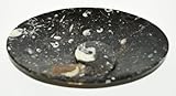 Oval Shape Carved Black Dish/Soap Holder/Desk Tidy with Ammonoids and Orthoceras Fossils throughout from Paleozoic Period 400million years- 15 Cm -