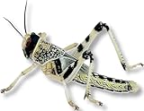 Livefood UK 50 Live Locusts Large size 30mm to 40mm quantity 50 in 2 tubs of 25