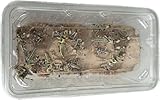 Livefood UK Live Locusts Medium size 15mm to 30mm tub of 25 Live locusts (Reptile Livefood)