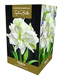 Taylors Bulbs AP93H Amaryllis Marilyn Premium Gift Box, Grow Your Own Amaryllis Kit